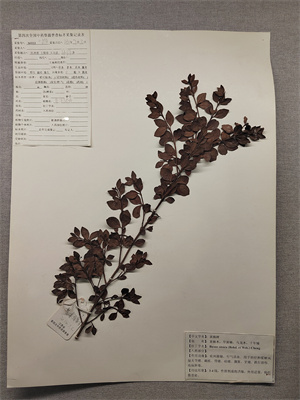 黃楊樹22.jpg